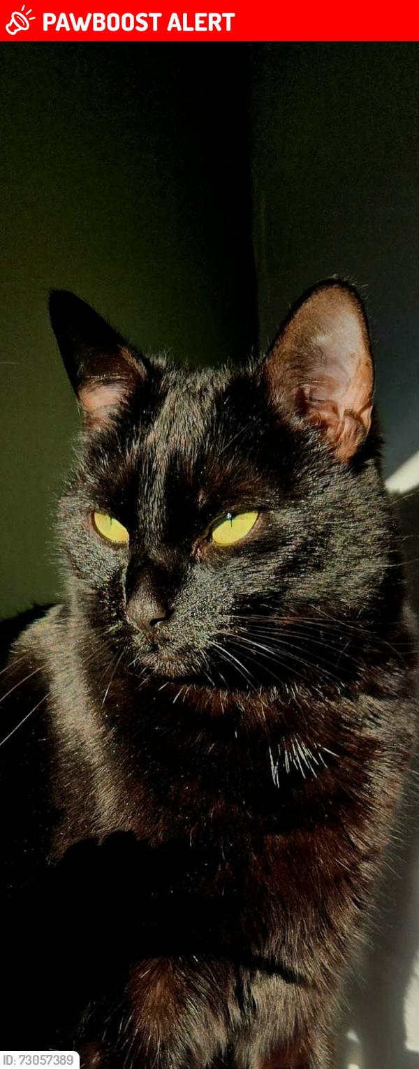 Lost Female Cat last seen Seisdon, Seisdon, England WV5