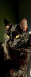 Lost Female Cat last seen Seisdon, Seisdon, England WV5