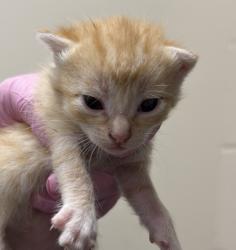 Shelter Stray Female Cat last seen Near Cottonwood Avenue, Santee, CA, 92071, El Cajon, CA 92020, USA