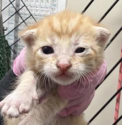 Shelter Stray Male Cat last seen Near Cottonwood Avenue, Santee, CA, 92071, El Cajon, CA 92020, USA