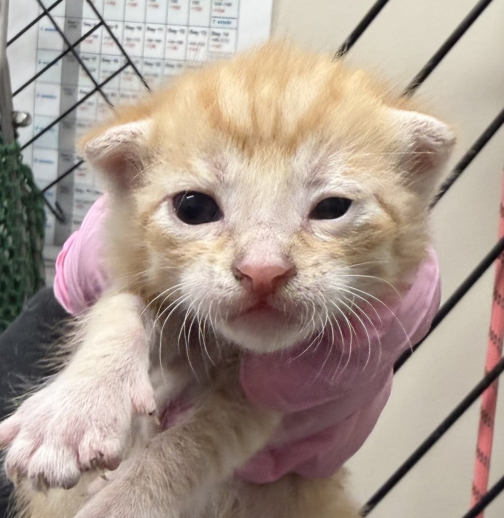 Shelter Stray Male Cat last seen Near Cottonwood Avenue, Santee, CA, 92071, El Cajon, CA 92020, USA