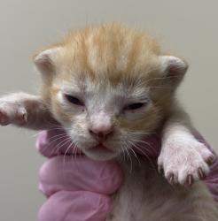 Shelter Stray Male Cat last seen Near Cottonwood Avenue, Santee, CA, 92071, El Cajon, CA 92020, USA