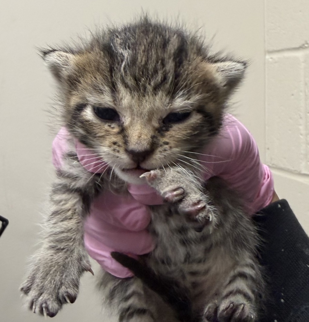 Shelter Stray Female Cat last seen Near Cottonwood Avenue, Santee, CA, 92071, El Cajon, CA 92020, USA