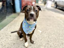 Shelter Stray Male Dog last seen Near W 71st Street, NEW YORK, NY, 10023, 326 E 110th St, New York, NY 10029, USA