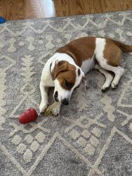 Found/Stray Male Dog last seen Flicker St near Tobey Park, Memphis, TN 38112