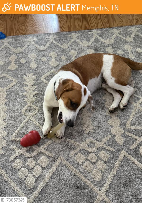 Found/Stray Male Dog last seen Flicker St near Tobey Park, Memphis, TN 38112
