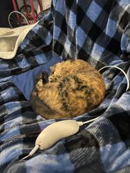 Lost Female Cat last seen Circle drive, Burnsville, MN 55337