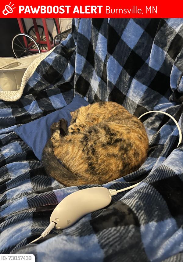 Lost Female Cat last seen Circle drive, Burnsville, MN 55337