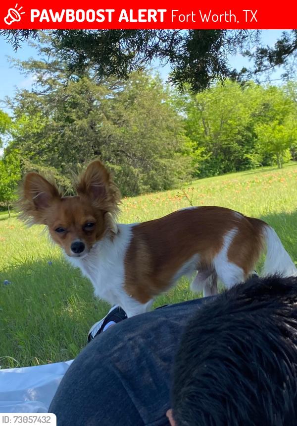 Lost Male Dog last seen Berry y baker st 76104, Fort Worth, TX 76104