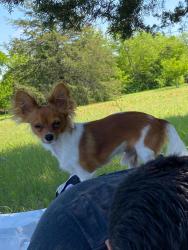 Lost Male Dog last seen Berry y baker st 76104, Fort Worth, TX 76104