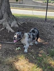 Found/Stray Female Dog last seen Fairview Park, Winston-Salem, NC 27127