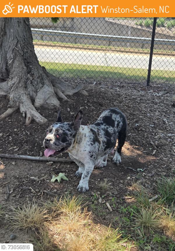 Found/Stray Female Dog last seen Fairview Park, Winston-Salem, NC 27127