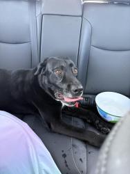 Found/Stray Male Dog last seen firerock rd park , Haslet, TX 76052