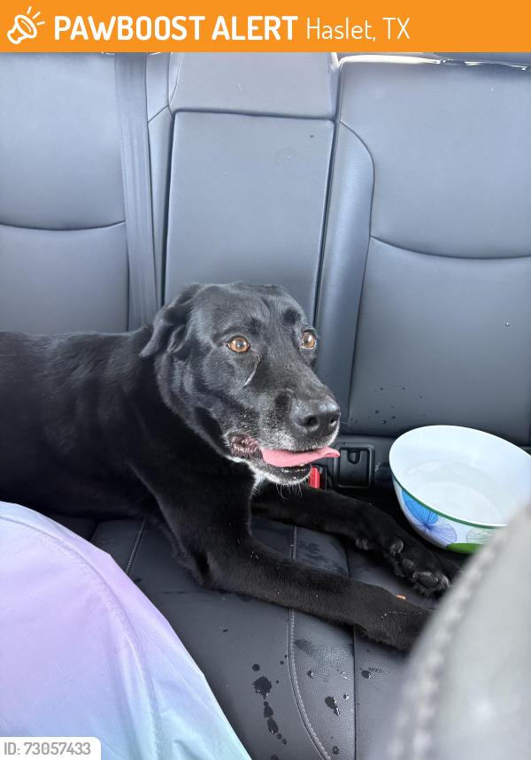 Found/Stray Male Dog last seen firerock rd park , Haslet, TX 76052