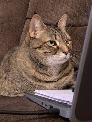 Reunited Female Cat last seen corner of parkview ave and broadway blvd, Toms River, NJ 08757