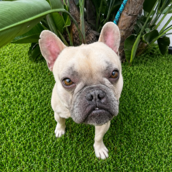Shelter Stray Male Dog last seen , 6621 Westminster Ave, Garden Grove, CA 92844, USA
