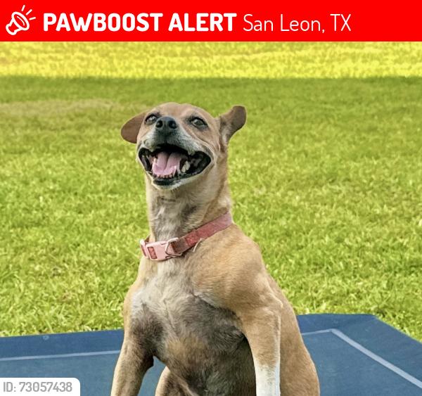 Lost Female Dog last seen Bay colony area, San Leon, TX 77539