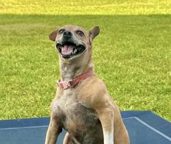 Lost Female Dog last seen Bay colony area, San Leon, TX 77539