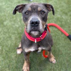 Shelter Stray Male Dog last seen , Animal Care & Control Team of Philly, 111 W Hunting Park Ave, Philadelphia, PA 19140, USA