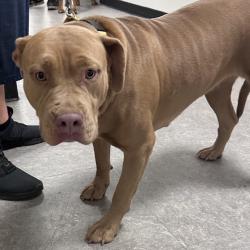 Shelter Stray Female Dog last seen , Animal Care & Control Team of Philly, 111 W Hunting Park Ave, Philadelphia, PA 19140, USA