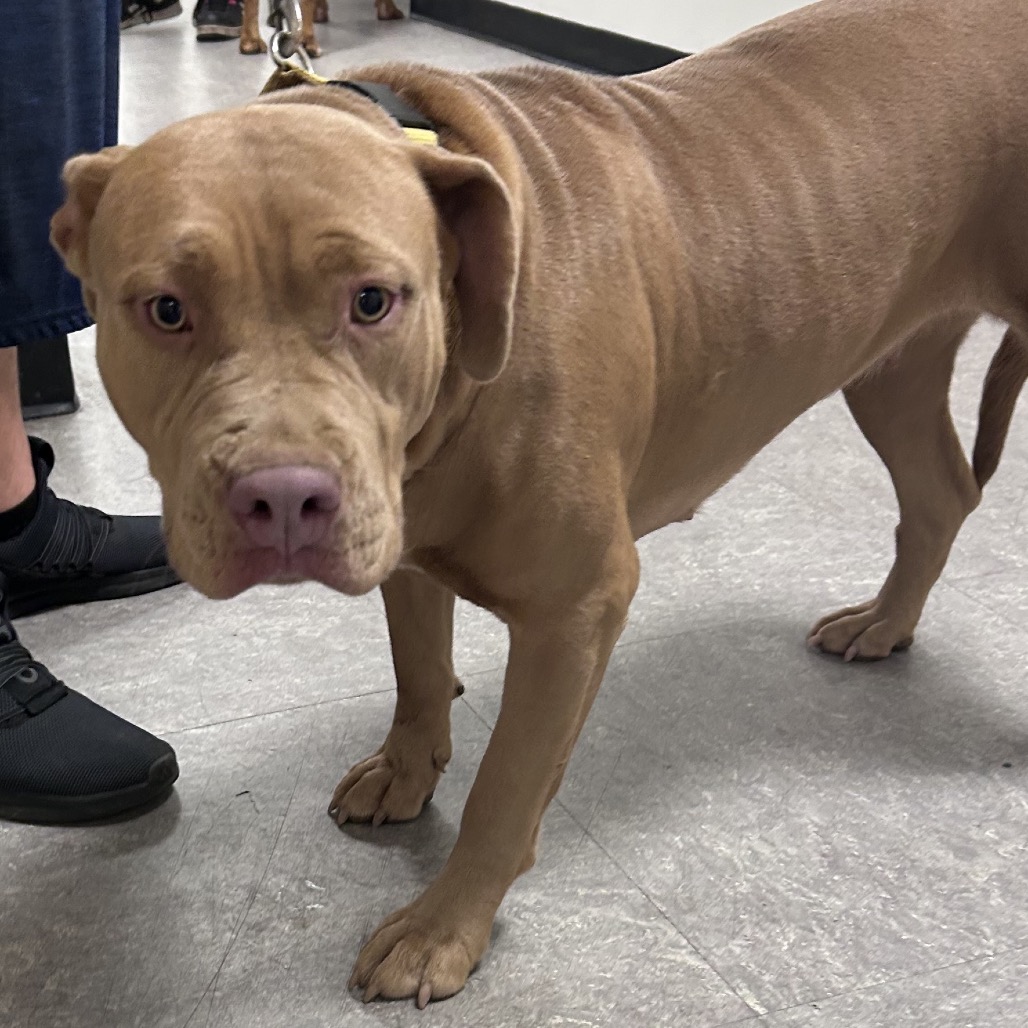 Shelter Stray Female Dog last seen , Animal Care & Control Team of Philly, 111 W Hunting Park Ave, Philadelphia, PA 19140, USA