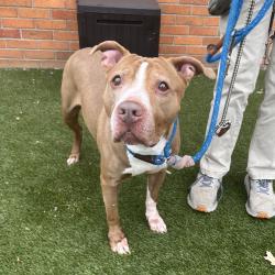 Shelter Stray Female Dog last seen , Animal Care & Control Team of Philly, 111 W Hunting Park Ave, Philadelphia, PA 19140, USA