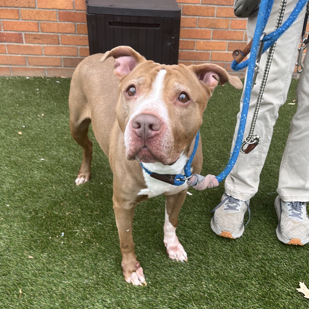 Shelter Stray Female Dog last seen , Animal Care & Control Team of Philly, 111 W Hunting Park Ave, Philadelphia, PA 19140, USA