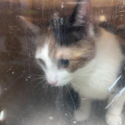 Shelter Stray Unknown Cat last seen , Animal Care & Control Team of Philly, 111 W Hunting Park Ave, Philadelphia, PA 19140, USA