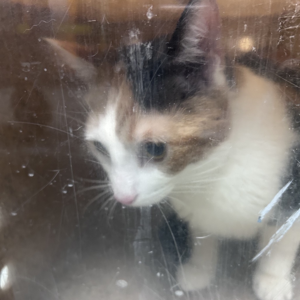 Shelter Stray Unknown Cat last seen , Animal Care & Control Team of Philly, 111 W Hunting Park Ave, Philadelphia, PA 19140, USA