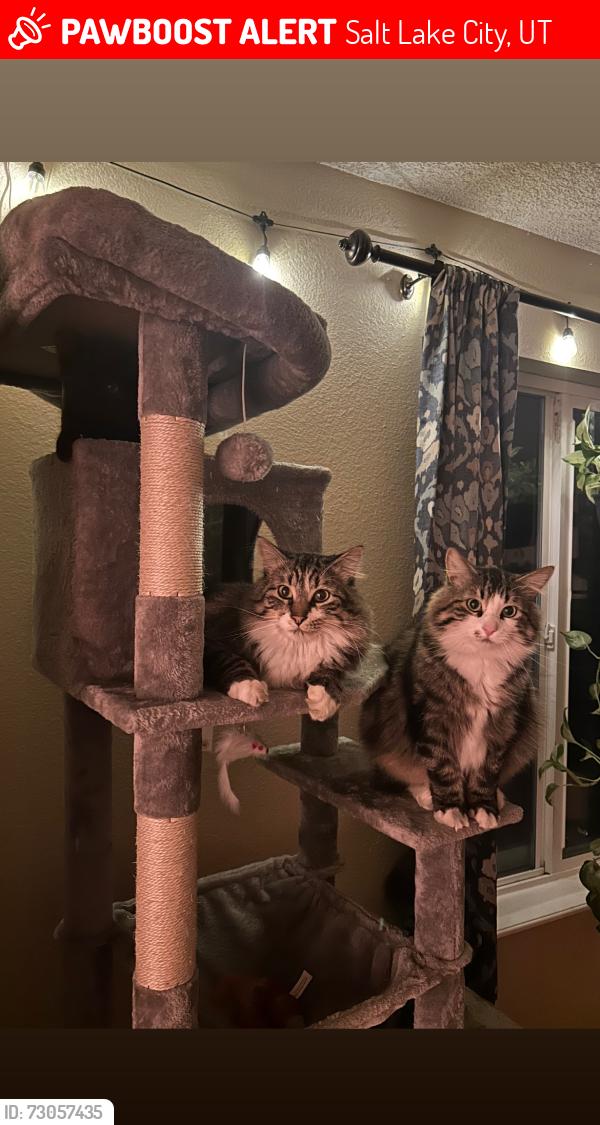Lost Male Cat last seen Bryan ave, Salt Lake City, UT 84105