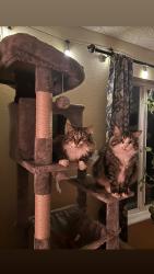 Lost Male Cat last seen Bryan ave, Salt Lake City, UT 84105