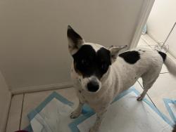 Found/Stray Female Dog last seen Ansan sister city park, Las Vegas, NV 89145