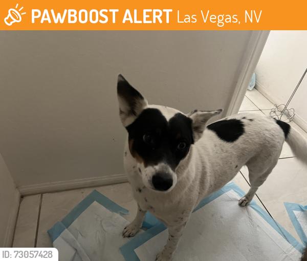 Found/Stray Female Dog last seen Ansan sister city park, Las Vegas, NV 89145