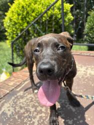 Found/Stray Female Dog last seen Reidville rd, Greer, SC 29651