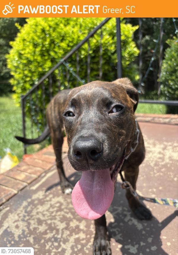 Found/Stray Female Dog last seen Reidville rd, Greer, SC 29651