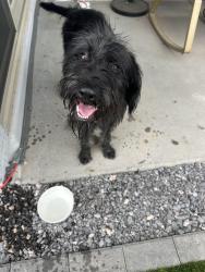 Found/Stray Female Dog last seen 142nd and happy valley, Surprise, AZ 85387