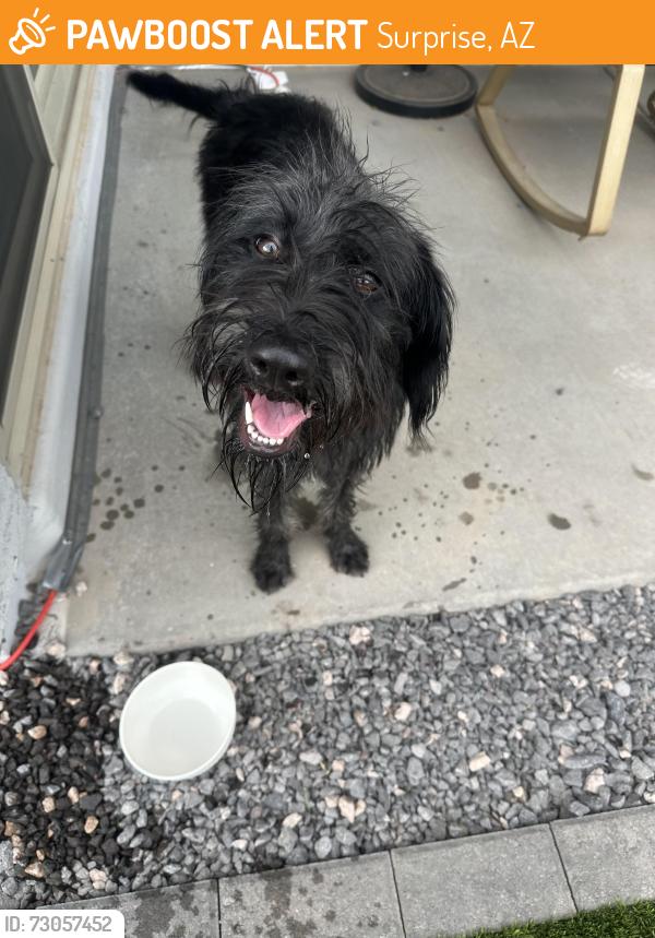 Found/Stray Female Dog last seen 142nd and happy valley, Surprise, AZ 85387