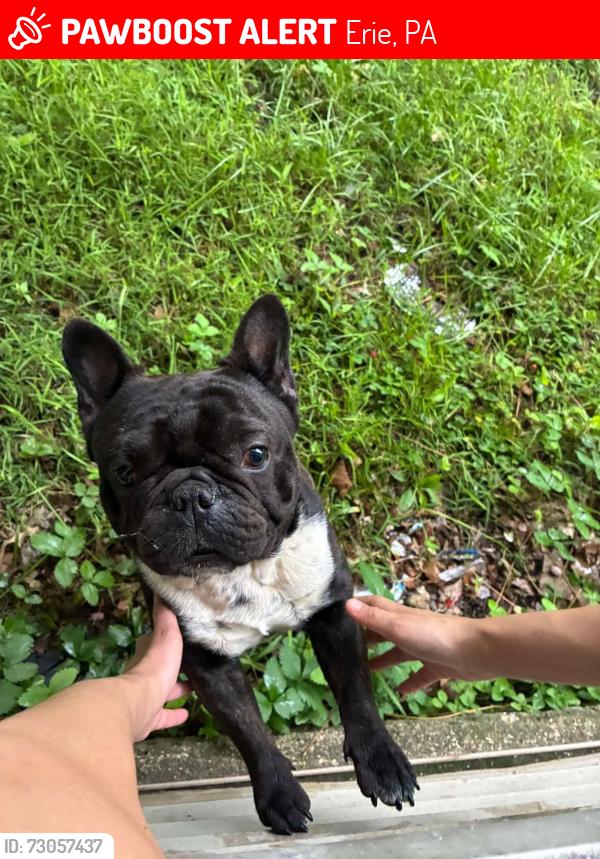 Lost Male Dog last seen Near East 22nd street, Erie, PA 16503
