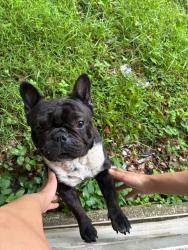 Lost Male Dog last seen Near East 22nd street, Erie, PA 16503