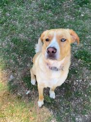 Reunited Female Dog last seen 3rd Ave, Winder, GA 30680