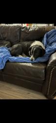 Lost Male Dog last seen 20th st, Rio Rancho, NM 87124