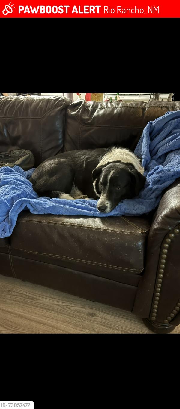 Lost Male Dog last seen 20th st, Rio Rancho, NM 87124