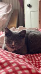 Lost Female Cat last seen Highfields , Leicester, England LE2 0DF