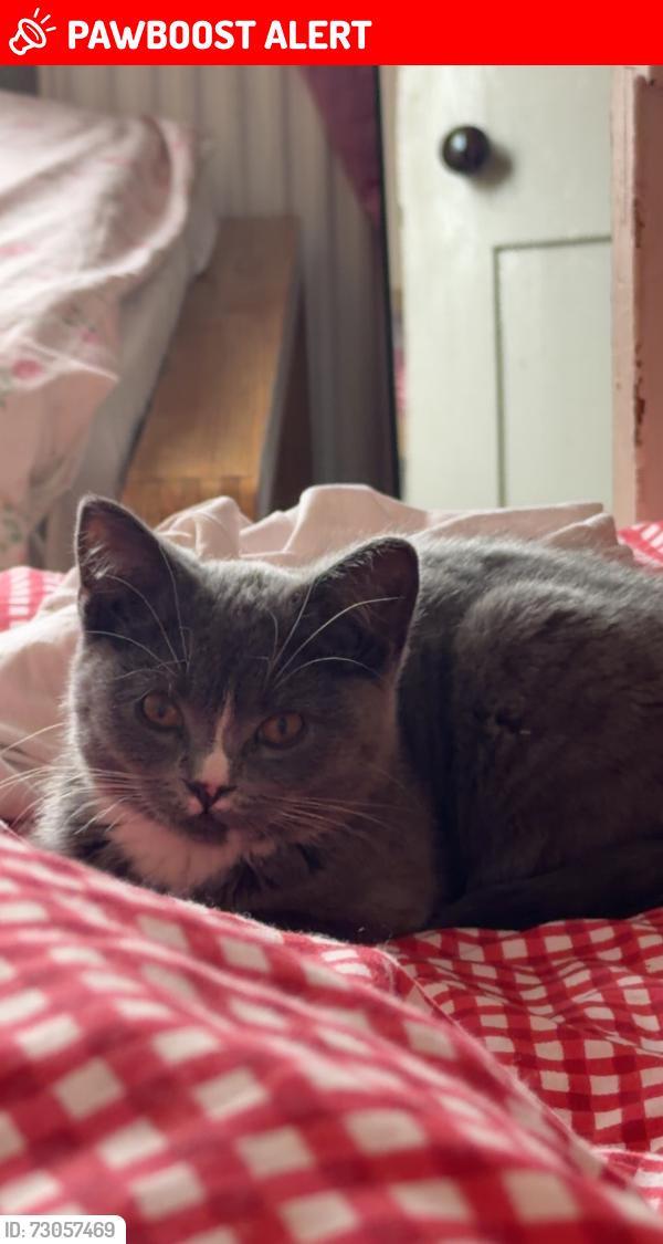 Lost Female Cat last seen Highfields , Leicester, England LE2 0DF