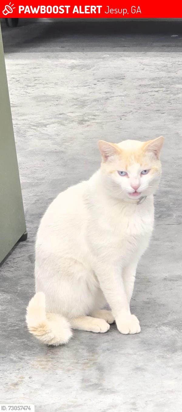 Lost Male Cat last seen Oglethorpe rd, Jesup, GA 31599