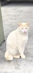Lost Male Cat last seen Oglethorpe rd, Jesup, GA 31599