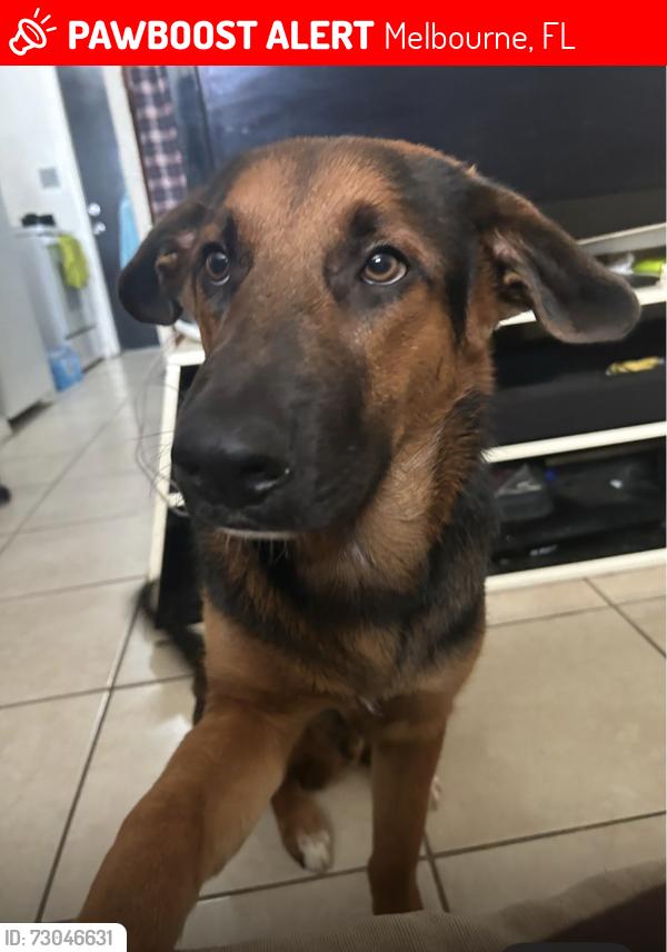 Lost Male Dog last seen Brevard County Florida United States grant valkaria, Melbourne, FL 32901