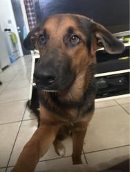 Lost Male Dog last seen Brevard County Florida United States grant valkaria, Melbourne, FL 32901
