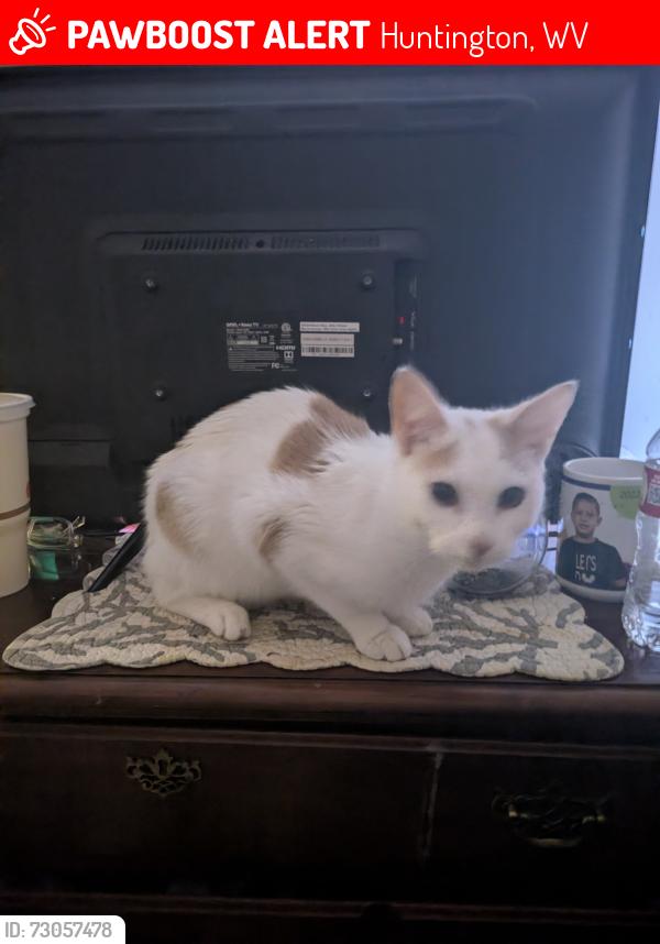 Lost Male Cat last seen Overlook Dr and 28th Street, Huntington, WV 25705