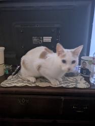 Lost Male Cat last seen Overlook Dr and 28th Street, Huntington, WV 25705